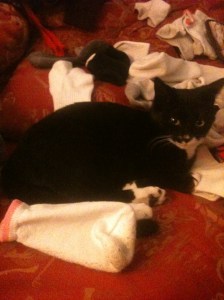 Cleo claiming her socks. She likes to steal one of each pair and hide them all over the apartment. This day I was hunting them down and found a treasure trove of single socks beneath the couch. She quickly jumped up onto the couch and claimed them all. Sometimes I think she is a dragon at heart with her horde of socks.